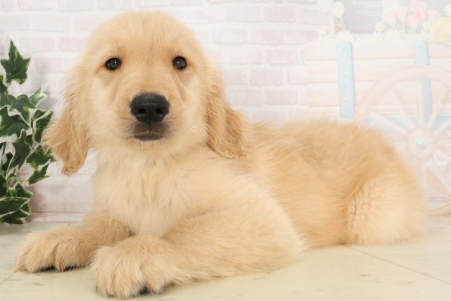 広島県のゴールデンレトリバー (Coo&RIKU福山店/2025年6月2日生まれ/男の子/ゴールデン)の子犬の3枚目の画像