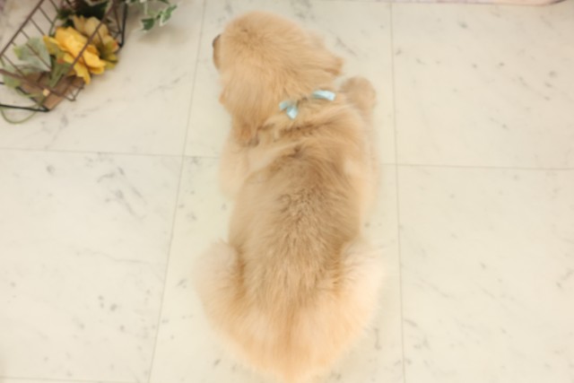 広島県のゴールデンレトリバー (Coo&RIKU福山店/2025年6月2日生まれ/男の子/ゴールデン)の子犬の4枚目の画像