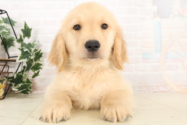 山口県のゴールデンレトリバー (Coo&RIKUシーモール下関店/2025年6月2日生まれ/男の子/ゴールデン)の子犬