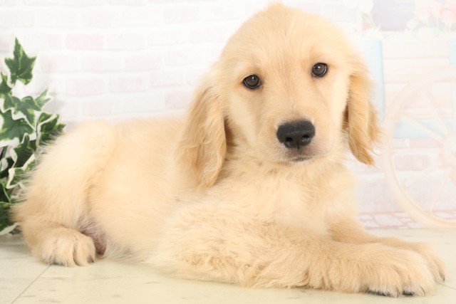 山口県のゴールデンレトリバー (Coo&RIKUシーモール下関店/2025年6月2日生まれ/男の子/ゴールデン)の子犬の2枚目の画像