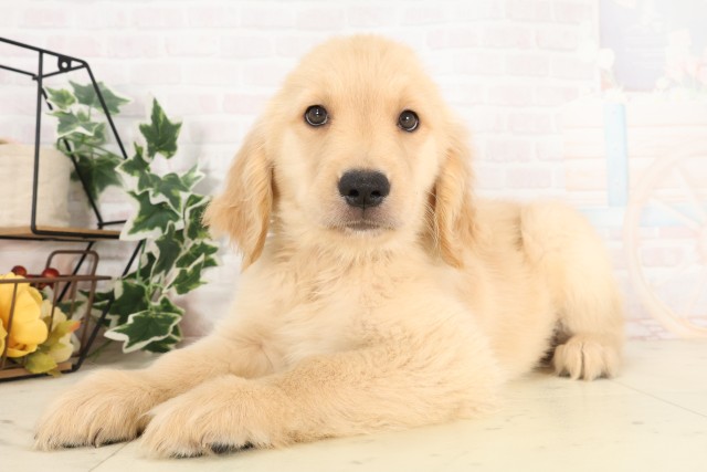 山口県のゴールデンレトリバー (Coo&RIKUシーモール下関店/2025年6月2日生まれ/男の子/ゴールデン)の子犬の3枚目の画像