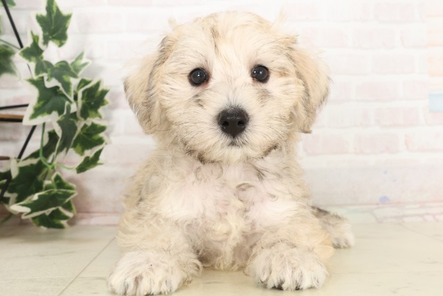 島根県のハーフ犬・ミックス犬 (Coo&RIKU出雲店/2025年6月3日生まれ/女の子/ウィートン)の子犬の1枚目の画像
