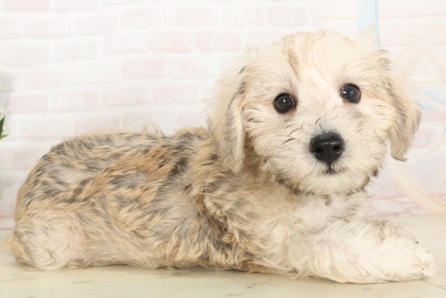 島根県のハーフ犬・ミックス犬 (Coo&RIKU出雲店/2025年6月3日生まれ/女の子/ウィートン)の子犬の2枚目の画像