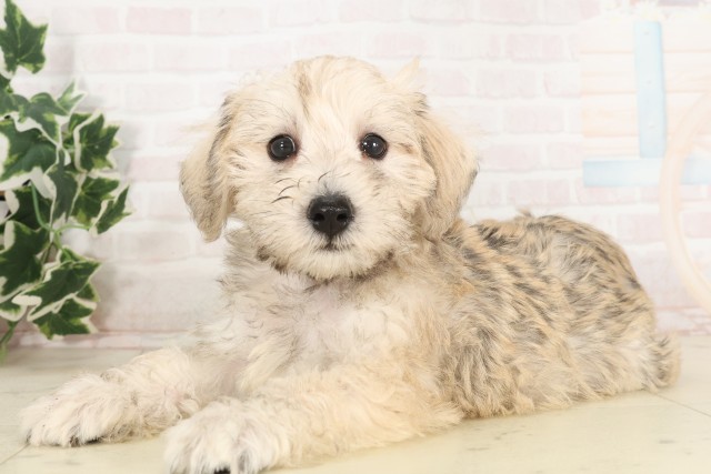 島根県のハーフ犬・ミックス犬 (Coo&RIKU出雲店/2025年6月3日生まれ/女の子/ウィートン)の子犬の3枚目の画像