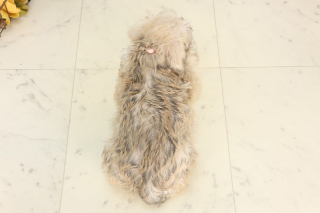 島根県のハーフ犬・ミックス犬 (Coo&RIKU出雲店/2025年6月3日生まれ/女の子/ウィートン)の子犬の4枚目の画像