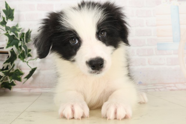鹿児島県のボーダーコリー (Coo&RIKU鹿屋店/2025年6月3日生まれ/男の子/ブラックホワイト)の子犬の1枚目の画像
