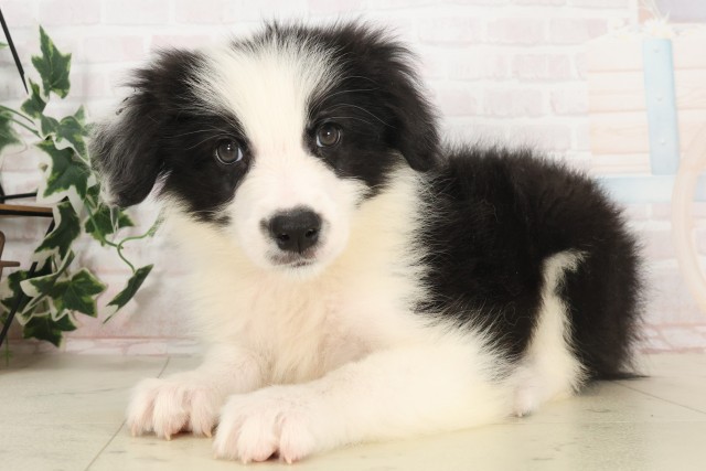 鹿児島県のボーダーコリー (Coo&RIKU鹿屋店/2025年6月3日生まれ/男の子/ブラックホワイト)の子犬の3枚目の画像
