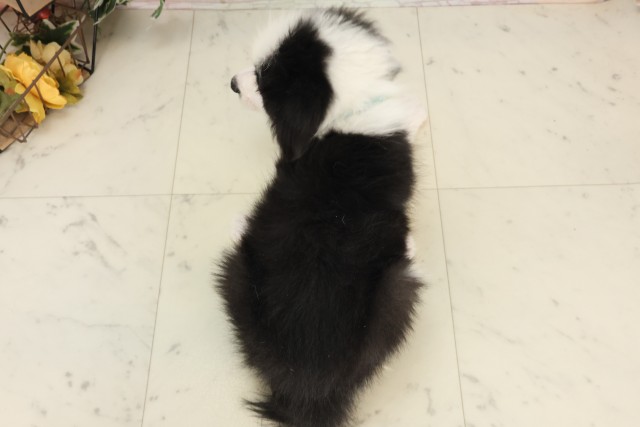 鹿児島県のボーダーコリー (Coo&RIKU鹿屋店/2025年6月3日生まれ/男の子/ブラックホワイト)の子犬の4枚目の画像