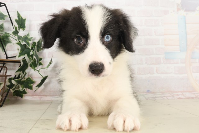 福岡県のボーダーコリー (Coo&RIKU行橋店/2025年6月3日生まれ/男の子/ブラックホワイト)の子犬の1枚目の画像