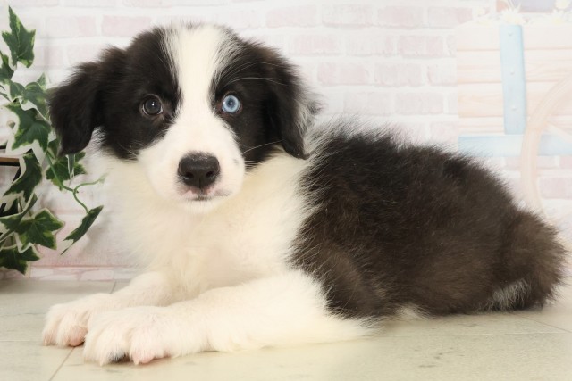 福岡県のボーダーコリー (Coo&RIKU行橋店/2025年6月3日生まれ/男の子/ブラックホワイト)の子犬の3枚目の画像