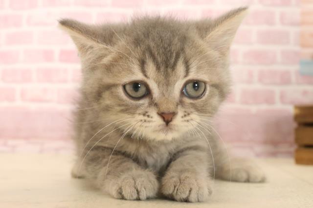 岡山県のフォールデックス (Coo&RIKU岡山店/2025年6月3日生まれ/男の子/ブルータビー)の子猫の1枚目の画像
