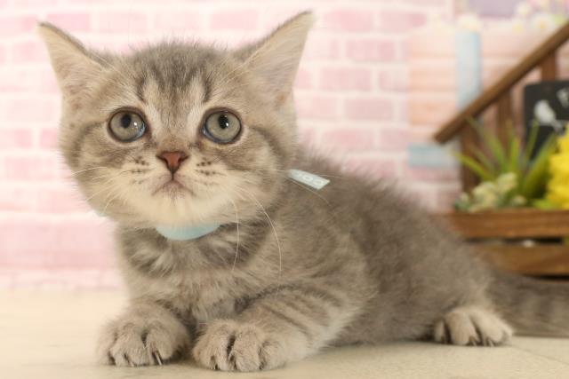 岡山県のフォールデックス (Coo&RIKU岡山店/2025年6月3日生まれ/男の子/ブルータビー)の子猫の3枚目の画像