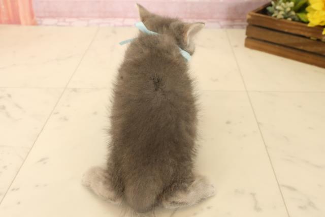 岡山県のフォールデックス (Coo&RIKU岡山店/2025年6月3日生まれ/男の子/ブルータビー)の子猫の4枚目の画像