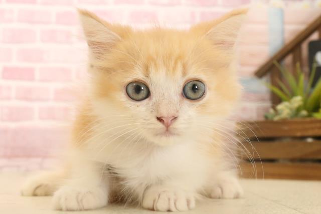 広島県のミヌエット (Coo&RIKU福山店/2025年5月17日生まれ/男の子/レッドタビーホワイト)の子猫