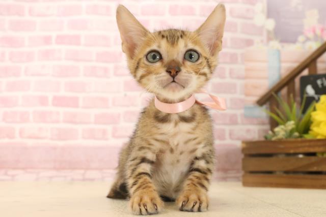 愛媛県のトイガー (Coo&RIKU愛媛松山店/2025年6月7日生まれ/女の子/ブラウンスポットタビー)の子猫の1枚目の画像
