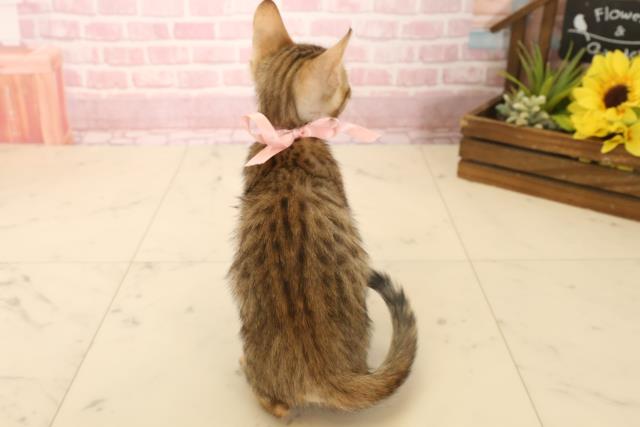 愛媛県のトイガー (Coo&RIKU愛媛松山店/2025年6月7日生まれ/女の子/ブラウンスポットタビー)の子猫の4枚目の画像