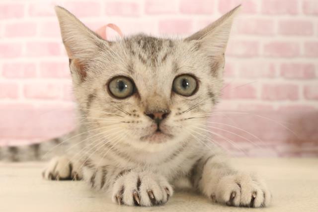 広島県のマンチカン (Coo&RIKU広島中央店/2025年5月30日生まれ/女の子/シルバータビー)の子猫の1枚目の画像