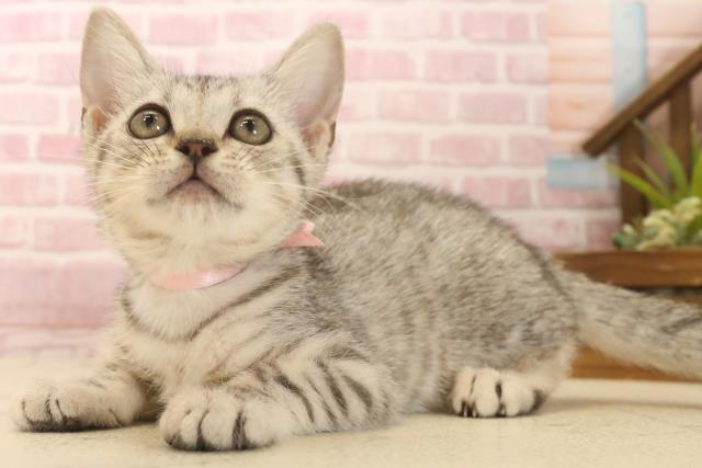 広島県のマンチカン (Coo&RIKU広島中央店/2025年5月30日生まれ/女の子/シルバータビー)の子猫の3枚目の画像