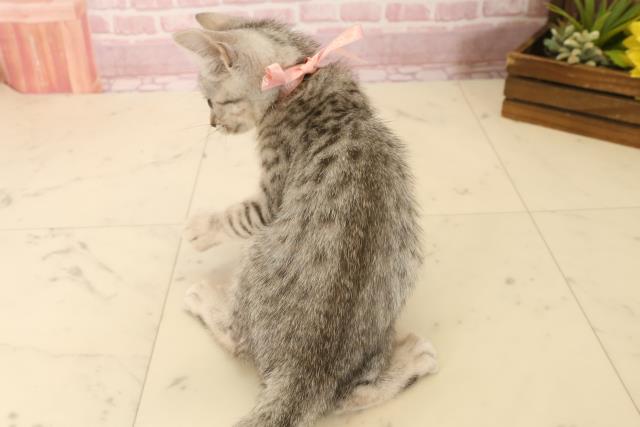 広島県のマンチカン (Coo&RIKU広島中央店/2025年5月30日生まれ/女の子/シルバータビー)の子猫の4枚目の画像