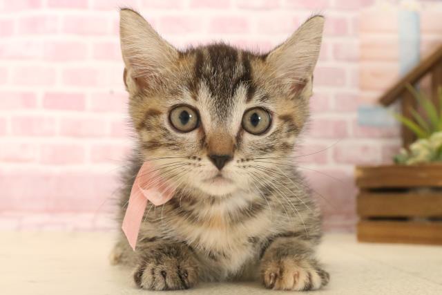 広島県のマンチカン (Coo&RIKU福山店/2025年6月5日生まれ/女の子/ブラウンパッチドタビー)の子猫の1枚目の画像