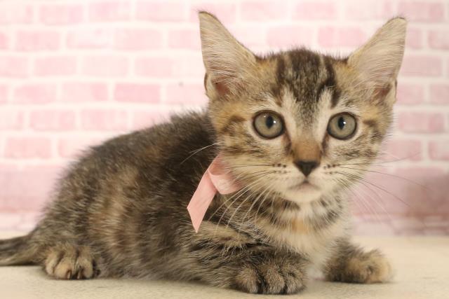 広島県のマンチカン (Coo&RIKU福山店/2025年6月5日生まれ/女の子/ブラウンパッチドタビー)の子猫の2枚目の画像