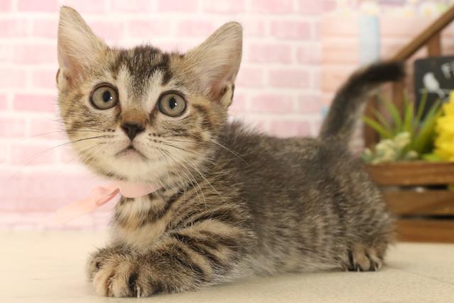 広島県のマンチカン (Coo&RIKU福山店/2025年6月5日生まれ/女の子/ブラウンパッチドタビー)の子猫の3枚目の画像