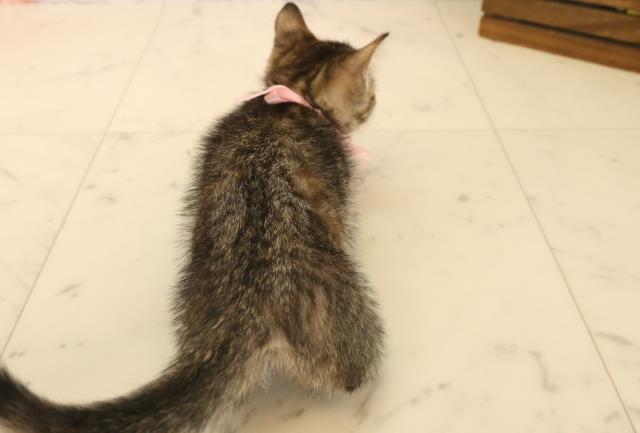広島県のマンチカン (Coo&RIKU福山店/2025年6月5日生まれ/女の子/ブラウンパッチドタビー)の子猫の4枚目の画像
