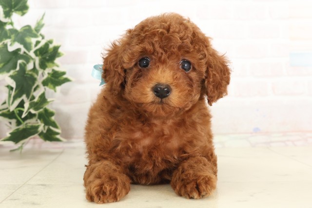 高知県のトイプードル(トイ) (Coo&RIKU高知御座店/2025年6月7日生まれ/男の子/レッド)の子犬の1枚目の画像