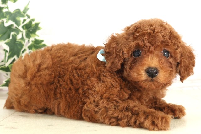 高知県のトイプードル(トイ) (Coo&RIKU高知御座店/2025年6月7日生まれ/男の子/レッド)の子犬の2枚目の画像