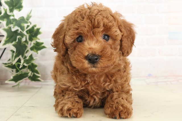 愛媛県のトイプードル(トイ) (Coo&RIKU大洲店/2025年6月7日生まれ/男の子/アプリコット)の子犬の1枚目の画像
