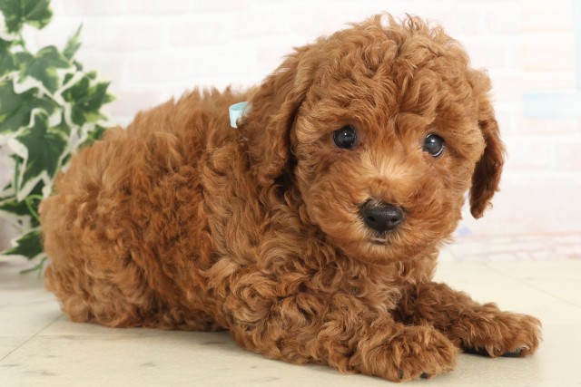 愛媛県のトイプードル(トイ) (Coo&RIKU大洲店/2025年6月7日生まれ/男の子/アプリコット)の子犬の2枚目の画像