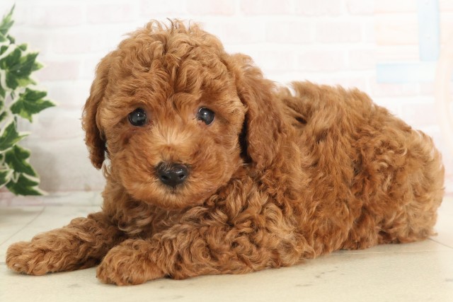 愛媛県のトイプードル(トイ) (Coo&RIKU大洲店/2025年6月7日生まれ/男の子/アプリコット)の子犬の3枚目の画像