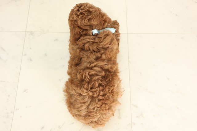 愛媛県のトイプードル(トイ) (Coo&RIKU大洲店/2025年6月7日生まれ/男の子/アプリコット)の子犬の4枚目の画像