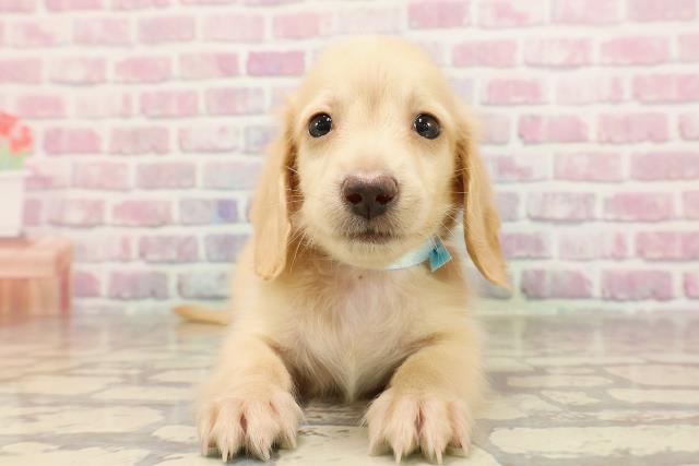 富山県のカニンヘンダックスフンド(ロング) (Coo&RIKU富山店/2025年6月8日生まれ/男の子/イエロー)の子犬
