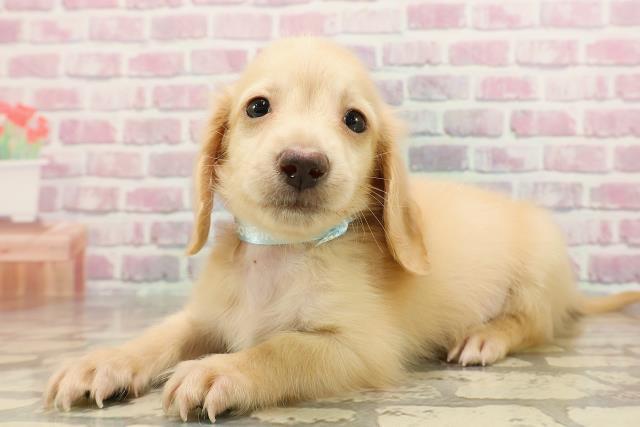 富山県のカニンヘンダックスフンド(ロング) (Coo&RIKU富山店/2025年6月8日生まれ/男の子/イエロー)の子犬の2枚目の画像