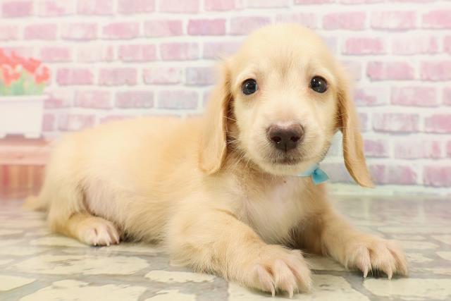 富山県のカニンヘンダックスフンド(ロング) (Coo&RIKU富山店/2025年6月8日生まれ/男の子/イエロー)の子犬の3枚目の画像