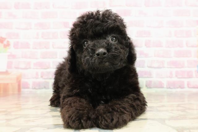 長野県のトイプードル(トイ) (Coo&RIKU長野店/2025年6月5日生まれ/男の子/ブラック)の子犬の1枚目の画像