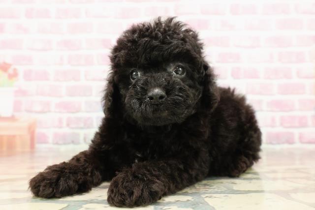 長野県のトイプードル(トイ) (Coo&RIKU長野店/2025年6月5日生まれ/男の子/ブラック)の子犬の2枚目の画像