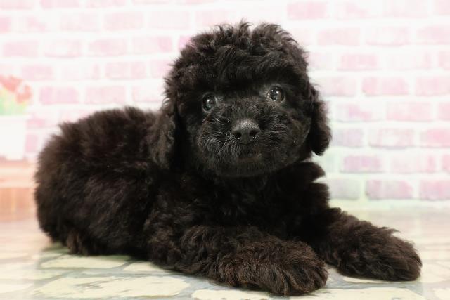 長野県のトイプードル(トイ) (Coo&RIKU長野店/2025年6月5日生まれ/男の子/ブラック)の子犬の3枚目の画像