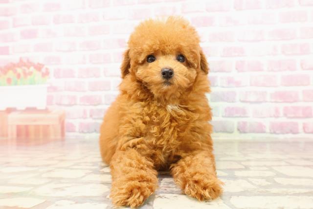 高知県のトイプードル(トイ) (Coo&RIKU高知御座店/2025年5月22日生まれ/女の子/レッド)の子犬の1枚目の画像