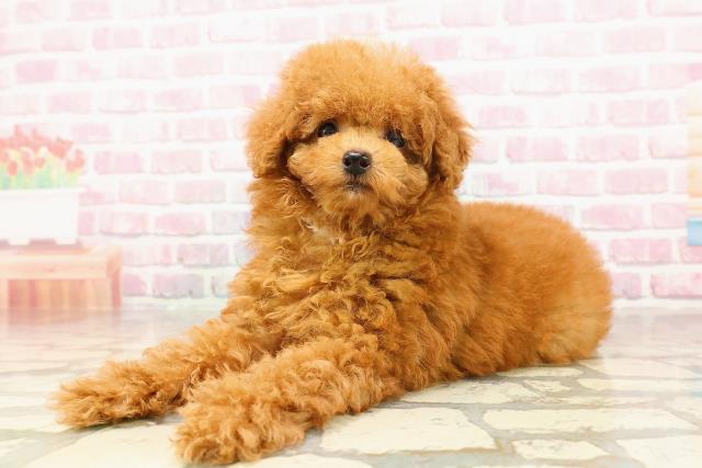 高知県のトイプードル(トイ) (Coo&RIKU高知御座店/2025年5月22日生まれ/女の子/レッド)の子犬の2枚目の画像