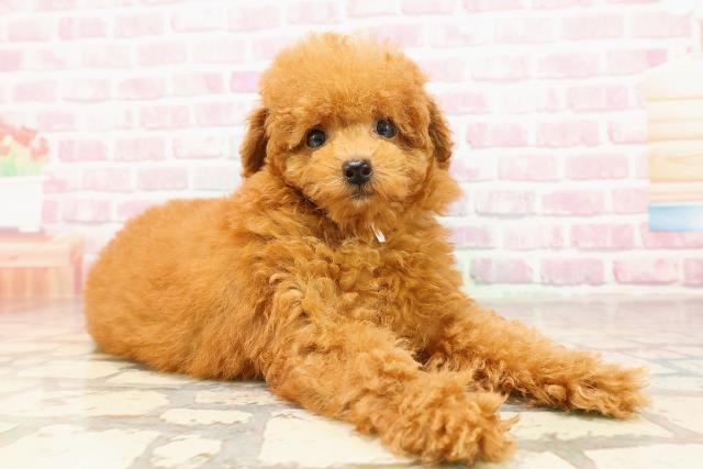 高知県のトイプードル(トイ) (Coo&RIKU高知御座店/2025年5月22日生まれ/女の子/レッド)の子犬の3枚目の画像