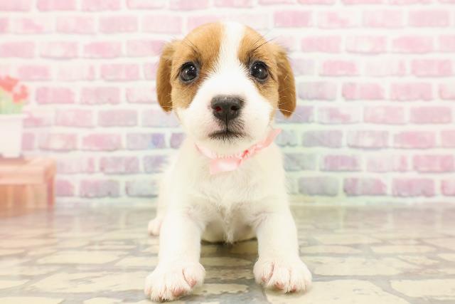 長野県のジャックラッセルテリア (Coo&RIKU長野店/2025年6月8日生まれ/女の子/タンホワイト)の子犬の1枚目の画像