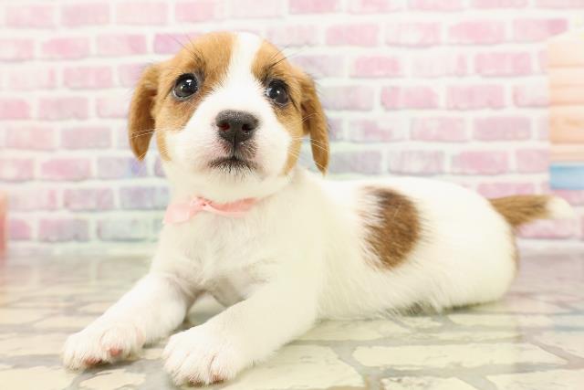 長野県のジャックラッセルテリア (Coo&RIKU長野店/2025年6月8日生まれ/女の子/タンホワイト)の子犬の2枚目の画像