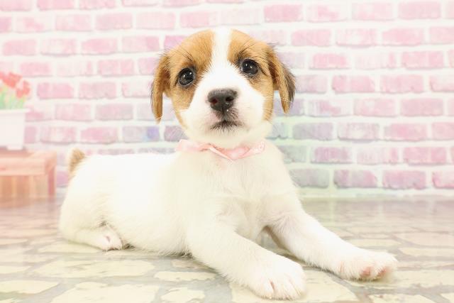 長野県のジャックラッセルテリア (Coo&RIKU長野店/2025年6月8日生まれ/女の子/タンホワイト)の子犬の3枚目の画像