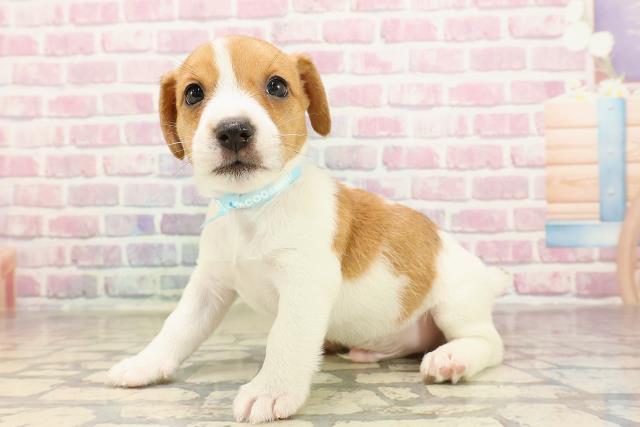 北海道のジャックラッセルテリア (Coo&RIKU札幌東店/2025年6月8日生まれ/男の子/タンホワイト)の子犬の2枚目の画像
