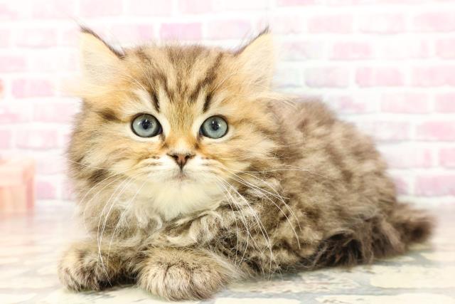 北海道のミヌエット (Coo&RIKU札幌東店/2025年6月2日生まれ/男の子/ブラウンタビー)の子猫の2枚目の画像