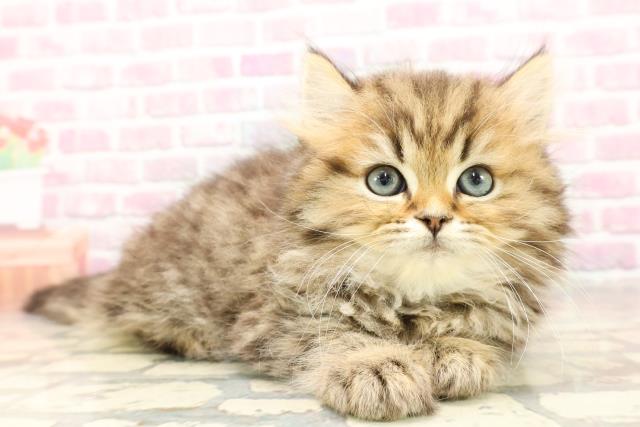 北海道のミヌエット (Coo&RIKU札幌東店/2025年6月2日生まれ/男の子/ブラウンタビー)の子猫の3枚目の画像