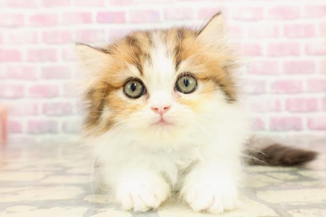 ワンちゃん・ネコちゃん(子犬・子猫)検索結果 | ペットショップ
