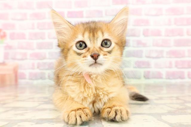 長野県のソマリ (Coo&RIKU長野店/2025年6月5日生まれ/女の子/ルディ)の子猫の1枚目の画像